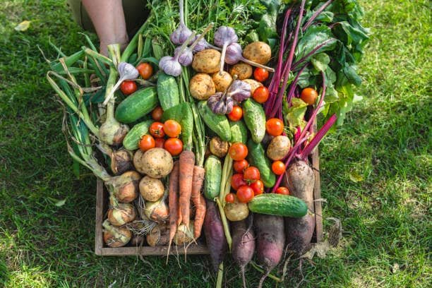 Freshly harvested vegetables in a crate